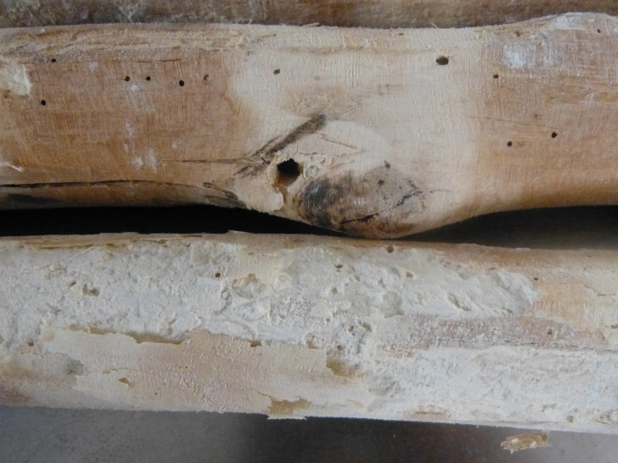 Holzwurm - Befall erkennen - Holzwurm adé!